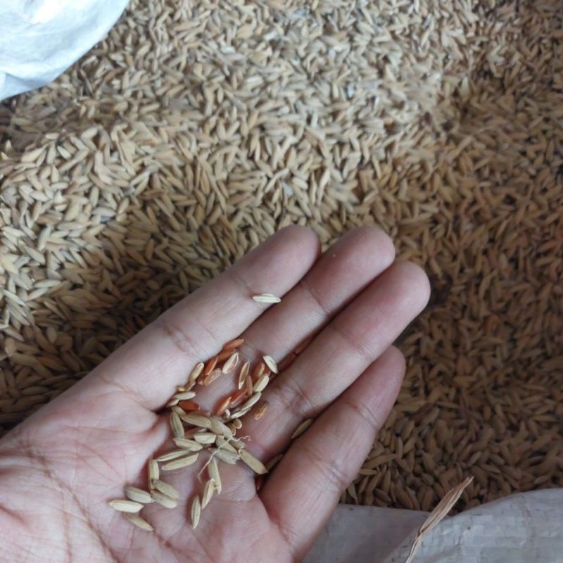 GABAH MERAH 1KG