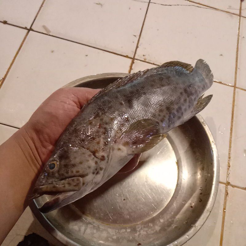 

ikan kerapu segar