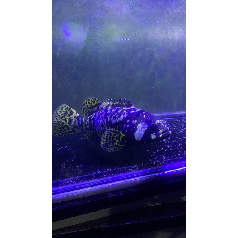 

ikan kerapu bbg, kerapu emas size jumbo