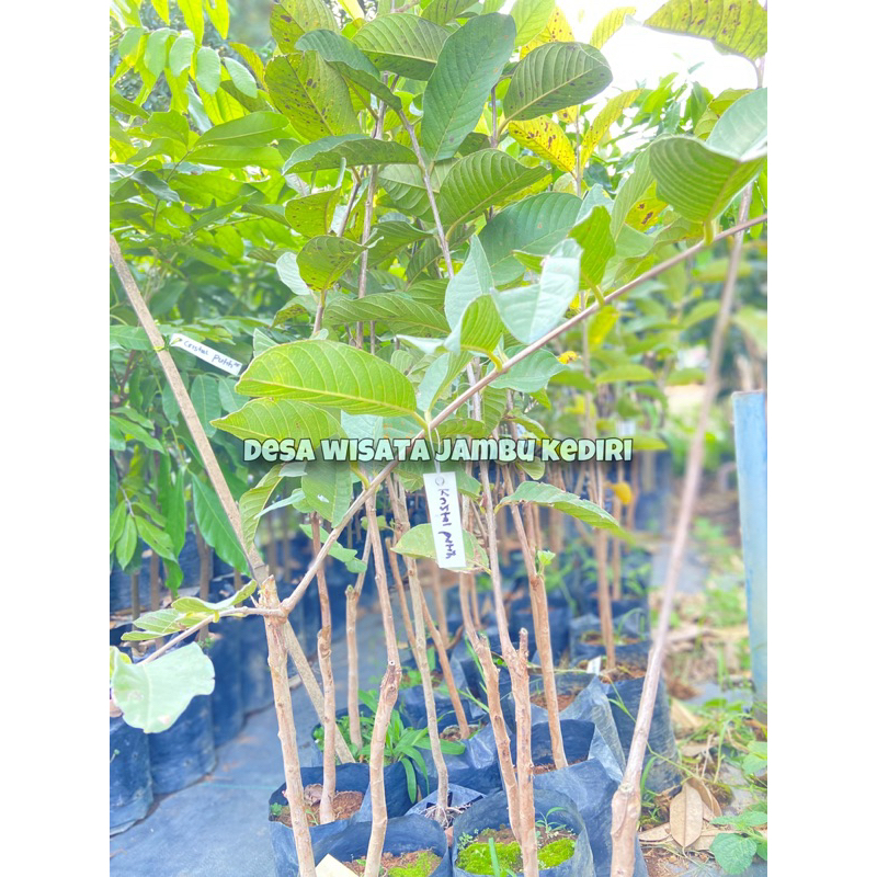 BIBIT BUAH JAMBU KRISTAL (desa wisata jambu kediri)