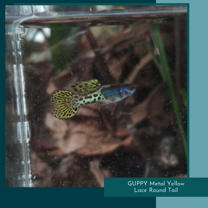 Aksesoris - GUPPY Metal Yellow Lace Round Tail