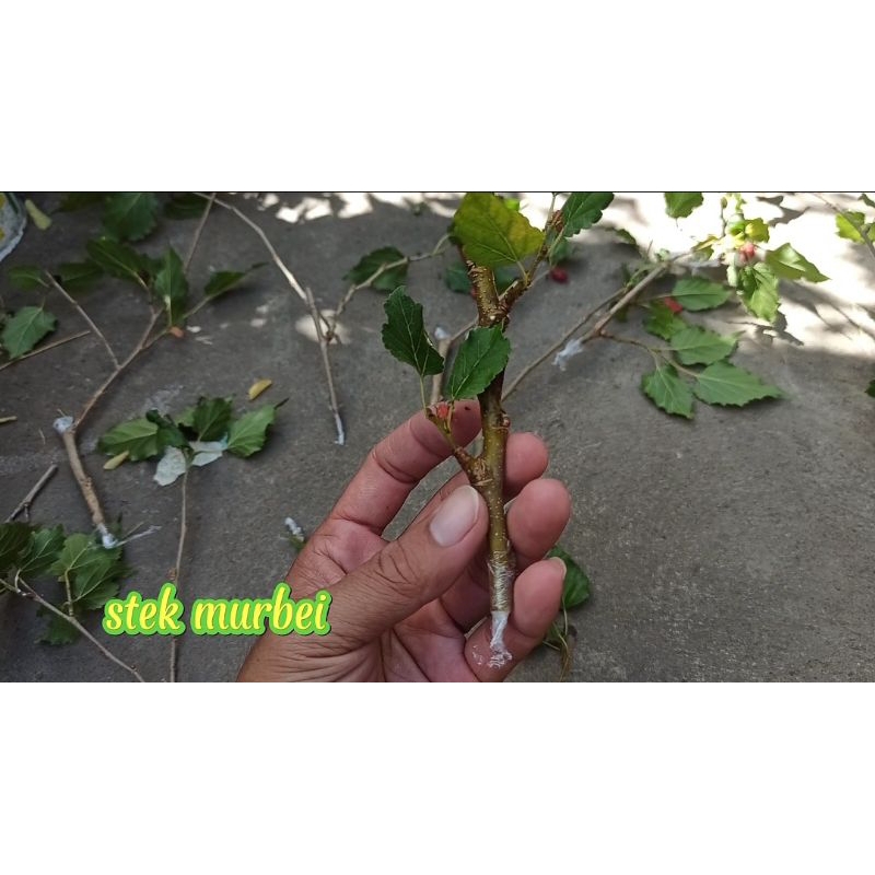 stek batang murbei alQarni murbei harga untuk 3 batang stek