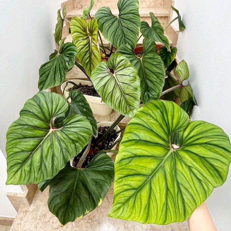 Philodendron Plowmanii