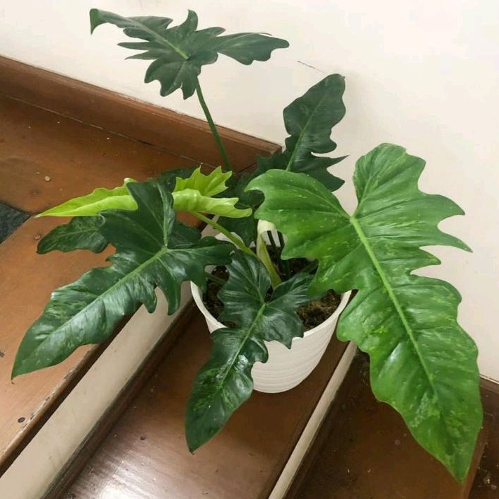 Philodendron Lime Fiddle/Philodendron Dragon Var