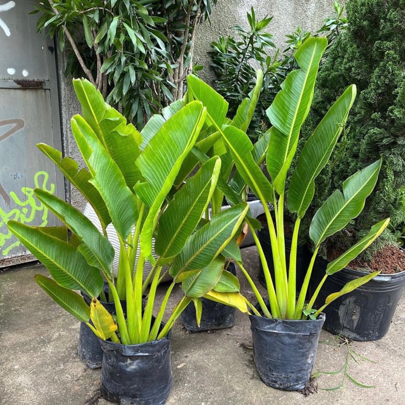 ( BISA COD ) PROMO Tanaman Hias Pisang Kipas Tanaman Indoor Pisang Kipas / Pohon Pisang Kipas Tanama