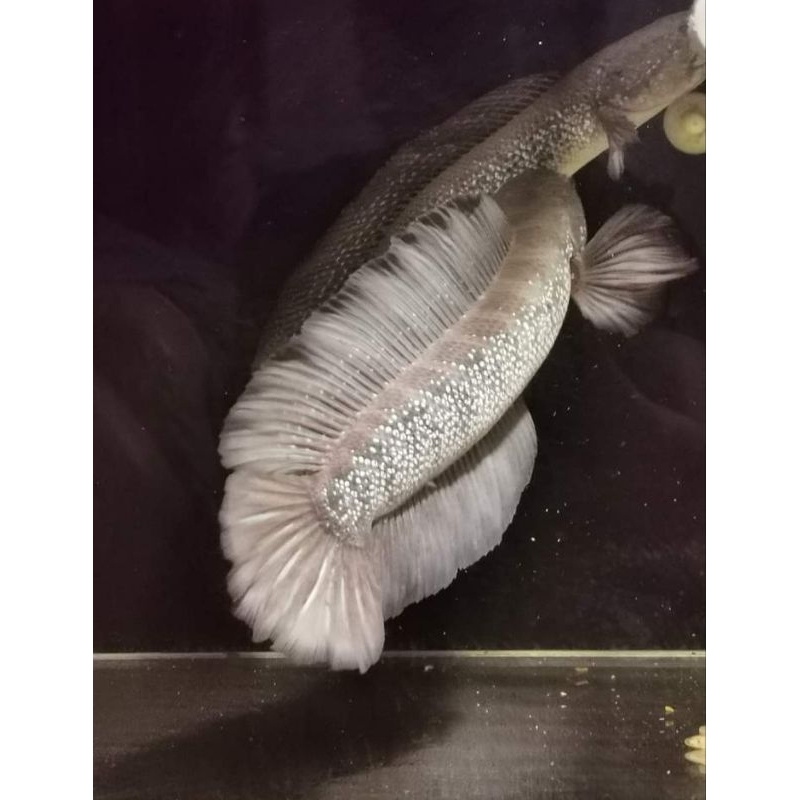 promo hiasan akuarium asiatica ws pure 18-20cm gondrong