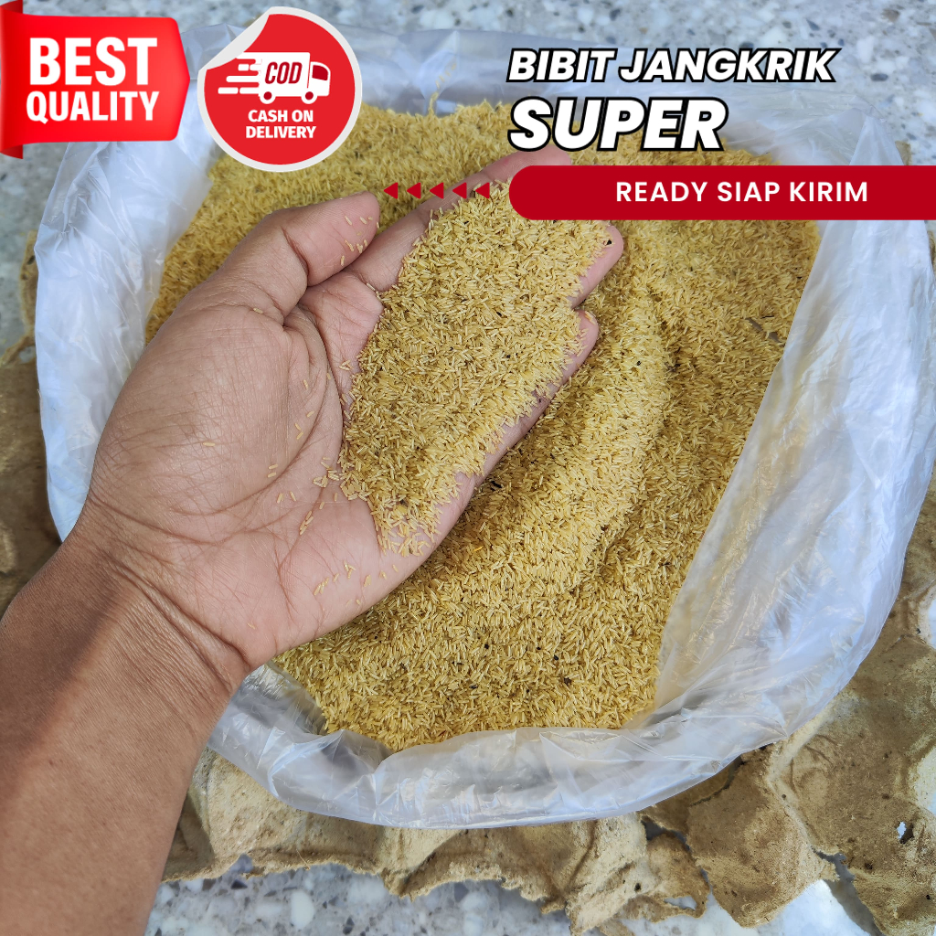 Telur jangkrik alam siap menetas bibit jangkrik alam kualitas super GRATIS panduan penetasan harga t