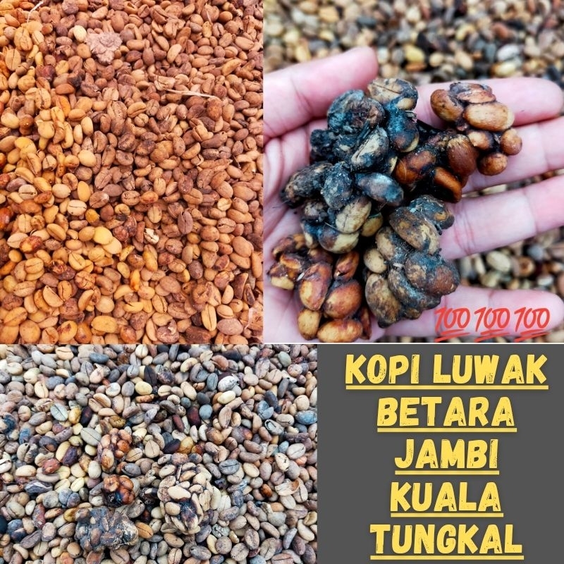 

Kopi Luwak Liberika Jambi Kuala Tungkal Betara