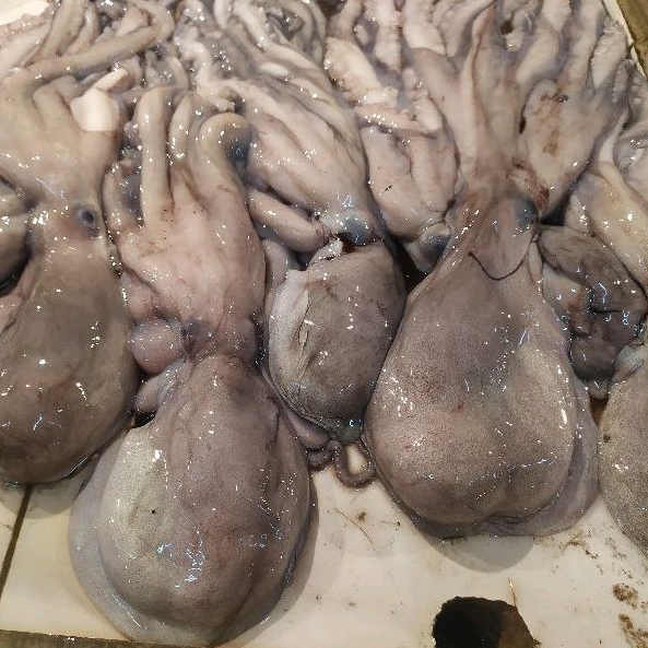 

Gurita Besar 1-kg Isi 4-8 ekor Frozen