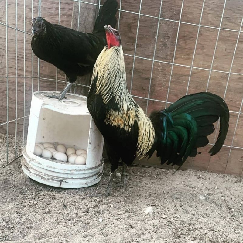 

jual telur ayam ak 40 paket 4 butir