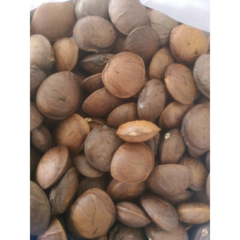 Bibit Kacang Bintang Sacha Inchi 200 Biji