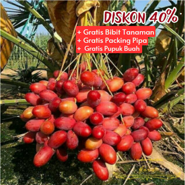 Bibit / Pohon Kurma Ajwa Arab TERLARIS Super Unggul