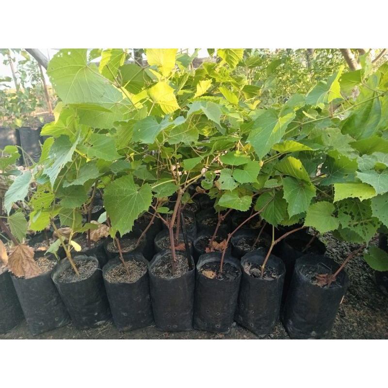 Bibit anggur iac 572