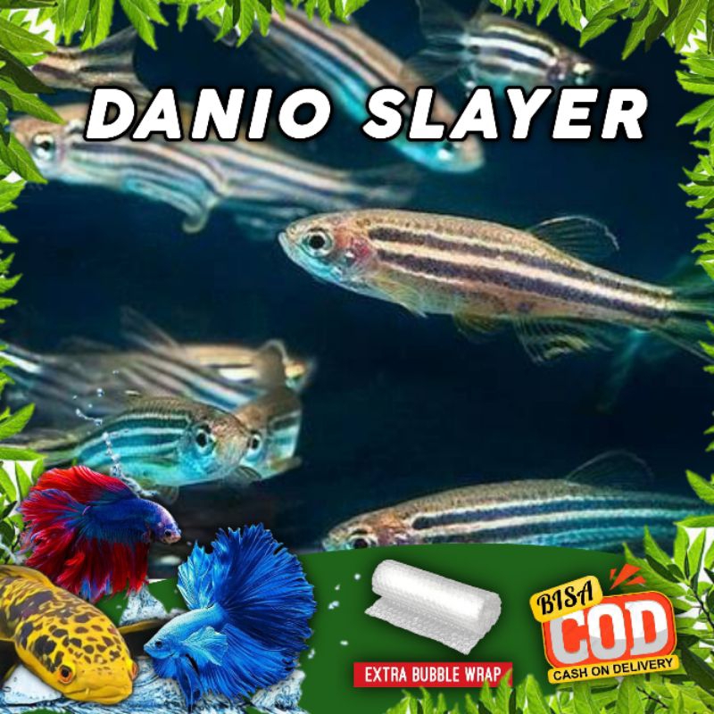 Mainan Danio Slayer