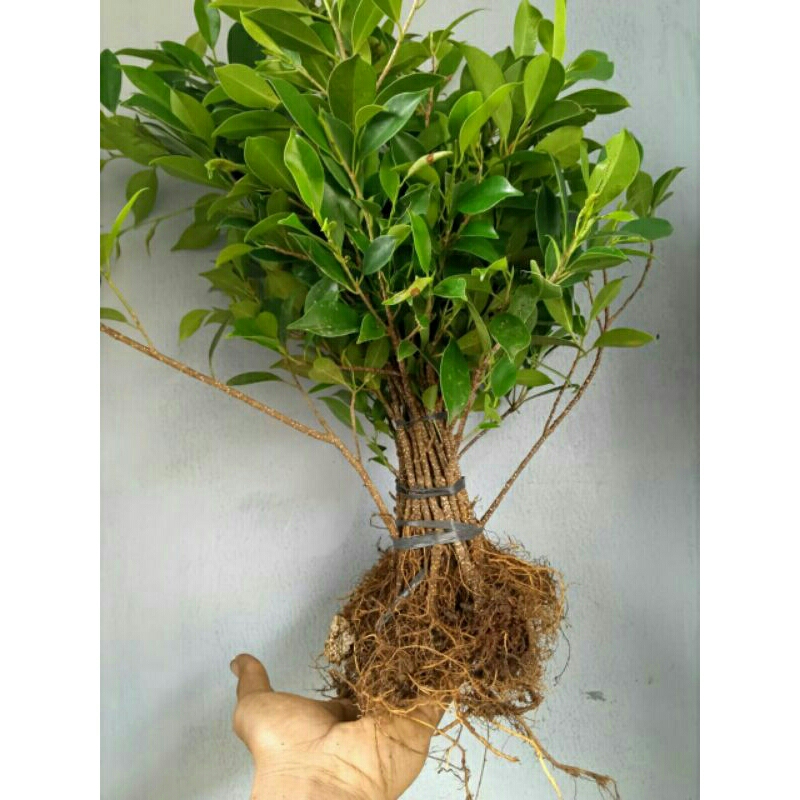 bahan bonsai kimeng gabungan siap tanam