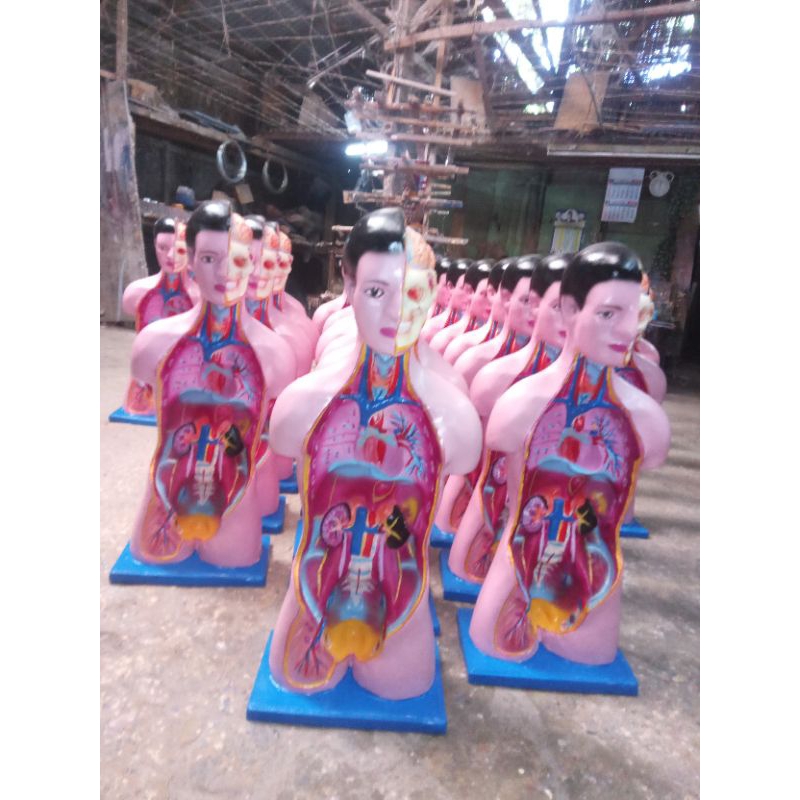 

alat peraga torso laki/perempuan