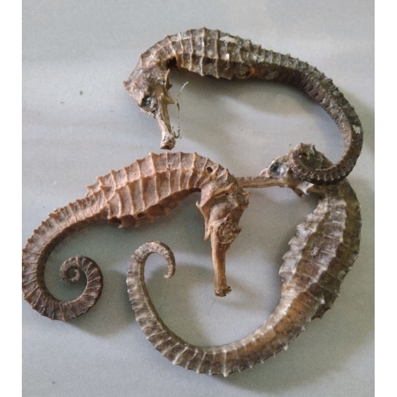 kuda Laut Kering Asli Gemoy gendut besar