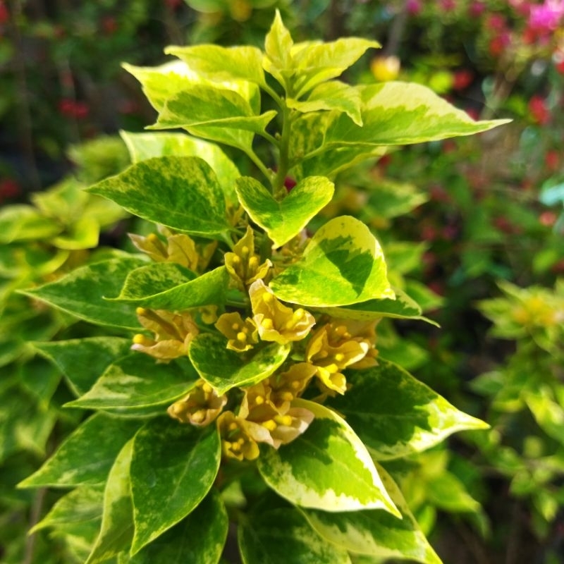 Bougenville ORI Singapore Varigata Kuning