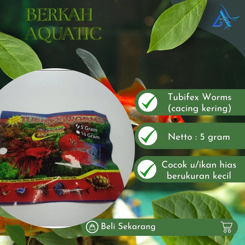 TUBIFEX WORMS CACING KERING