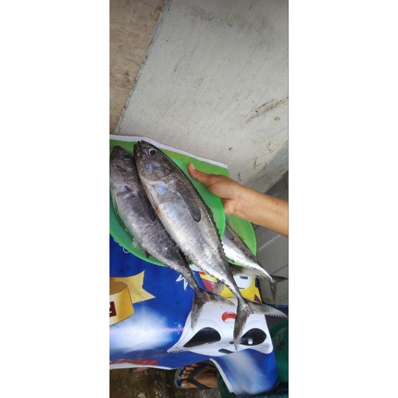 

Ikan Tuna