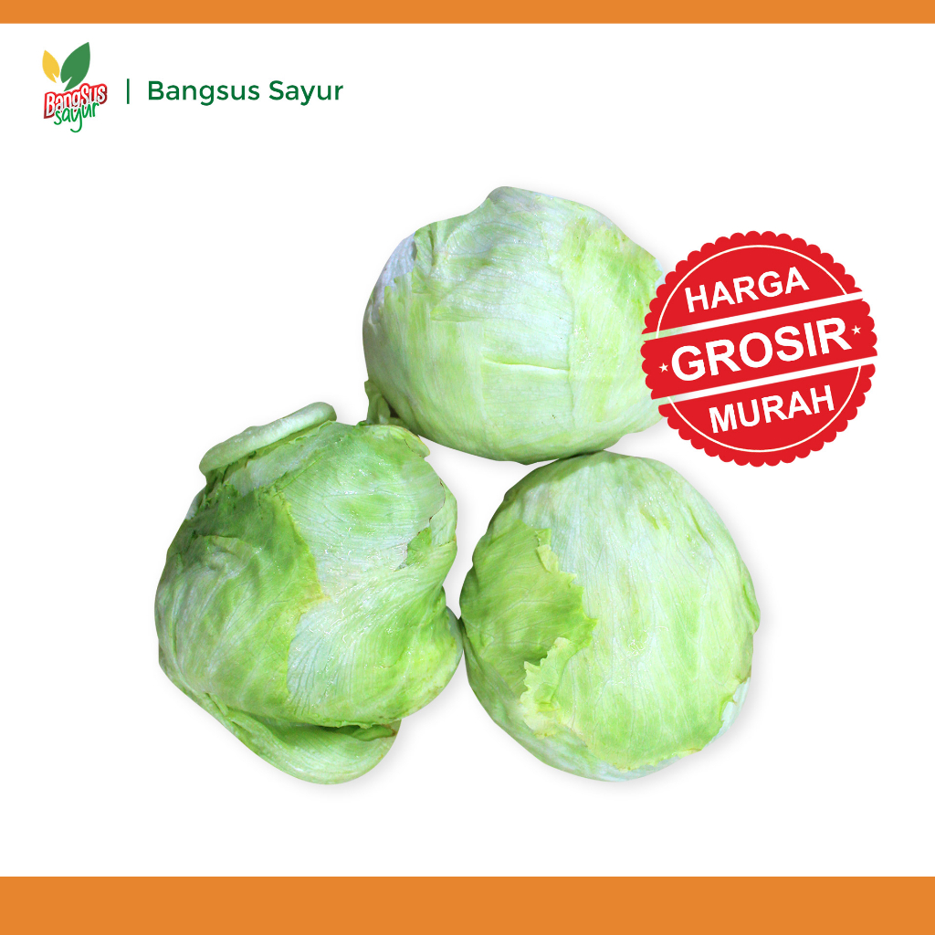 

Lettuce 5Kg Grosir Segar Murah