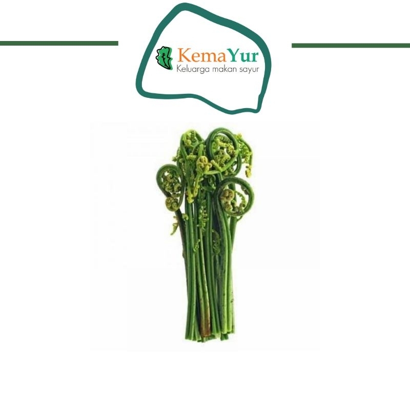 

DAUN PAKIS 10 IKAT