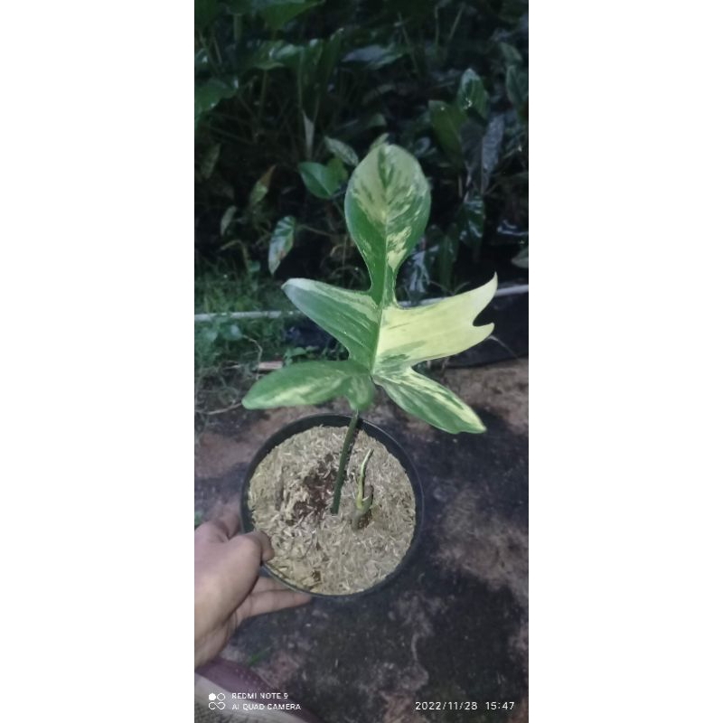 florida beauty variegata