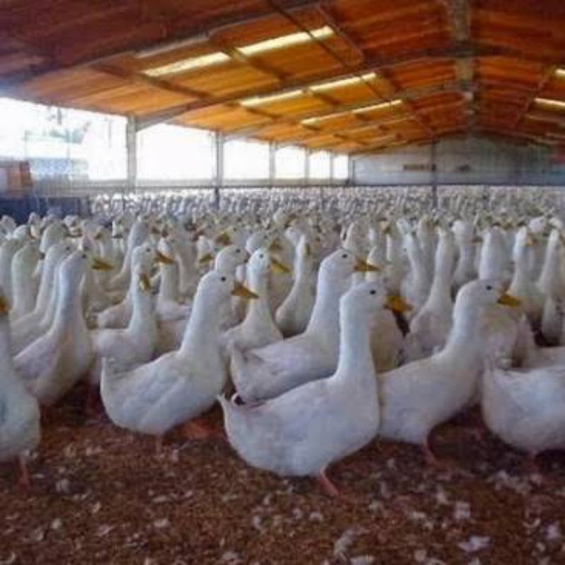 telur tetas bebek Peking jumbo original