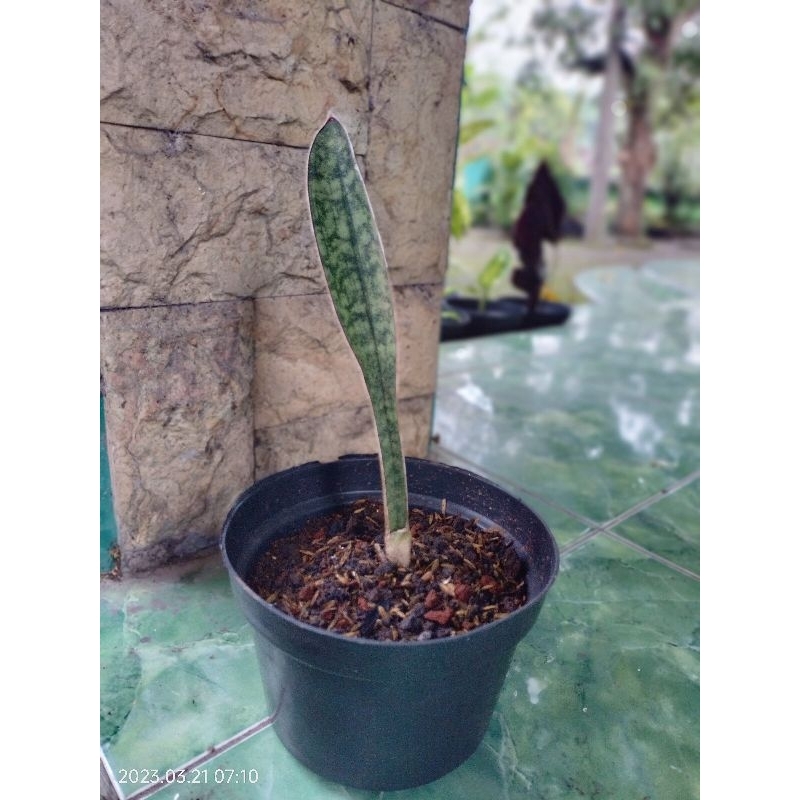 Sansevieria Mount Guro