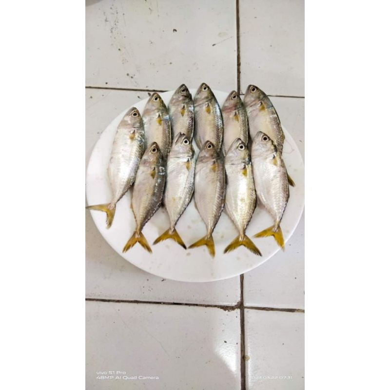 

ikan kembung segar