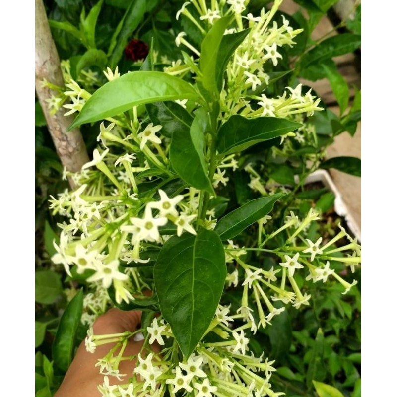 BUNGA ARUM DALU WANGI / BUNGA MELATI ARUMDALU SUPER WANGI