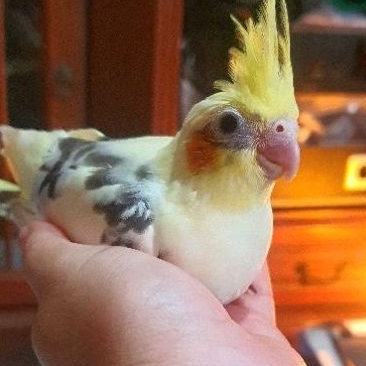 Bandung Only  Anakan Falk Cockatiel Parkit Australia