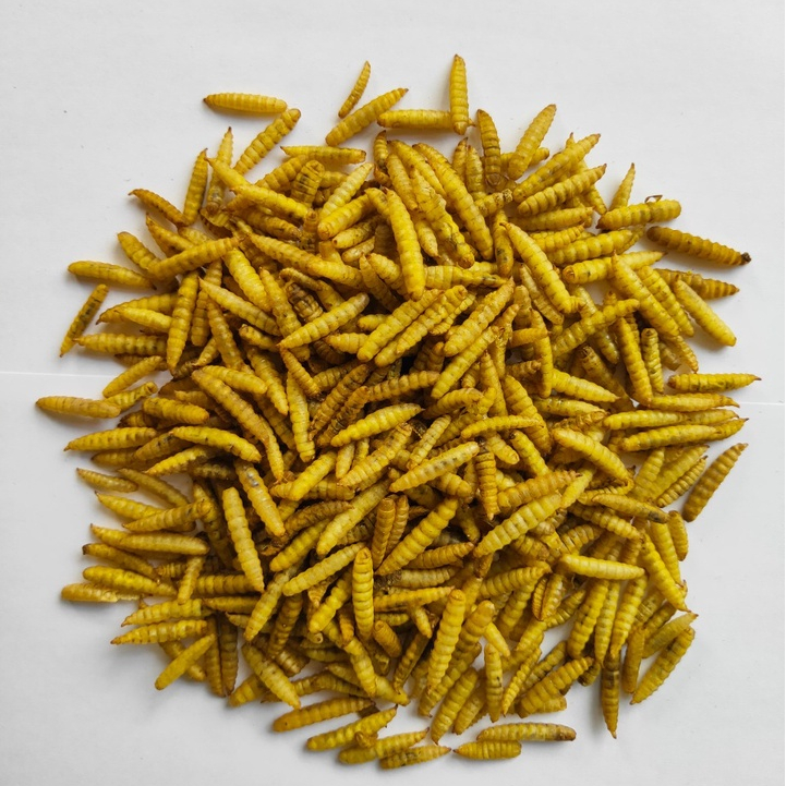 Magot kering kemasan 1kg grade A