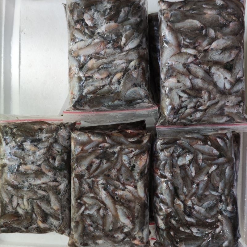 Cere Laut Beku Pakan Ikan Predator