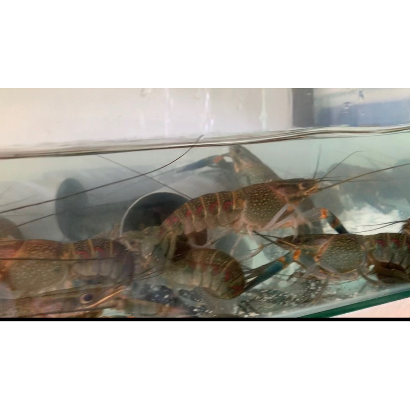 

lobster_konsumsi 5inch up