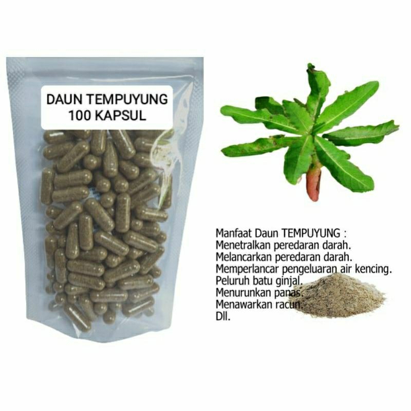 

DAUN TEMPUYUNG 100 KAPSUL OBAT HERBAL TERBAIK TOPP SELLER JATIM (PREMIUM QUALITY)