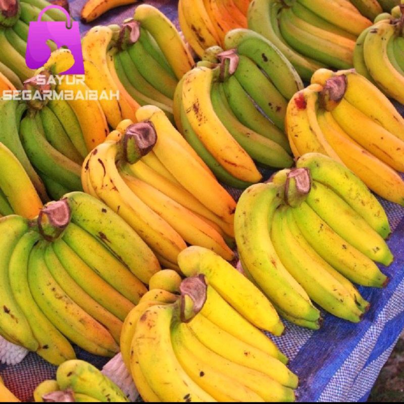 

pisang ambon kuning