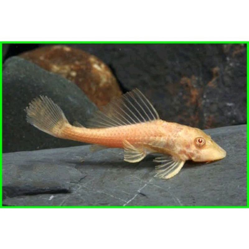 sapu sapu / ikan pembersih kaca aquarium/sakarmut albino