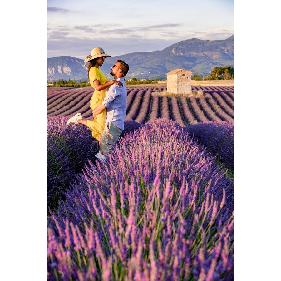 Benih Bibit Biji - Bunga Lavender Provence Lavandin (Hybrid L. Portuguese x English) Herb Flower Seeds - IMPORT