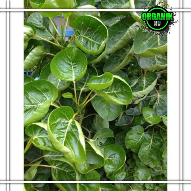 

Daun mangkokan polyscias secutellaria herbal paket 100 gram