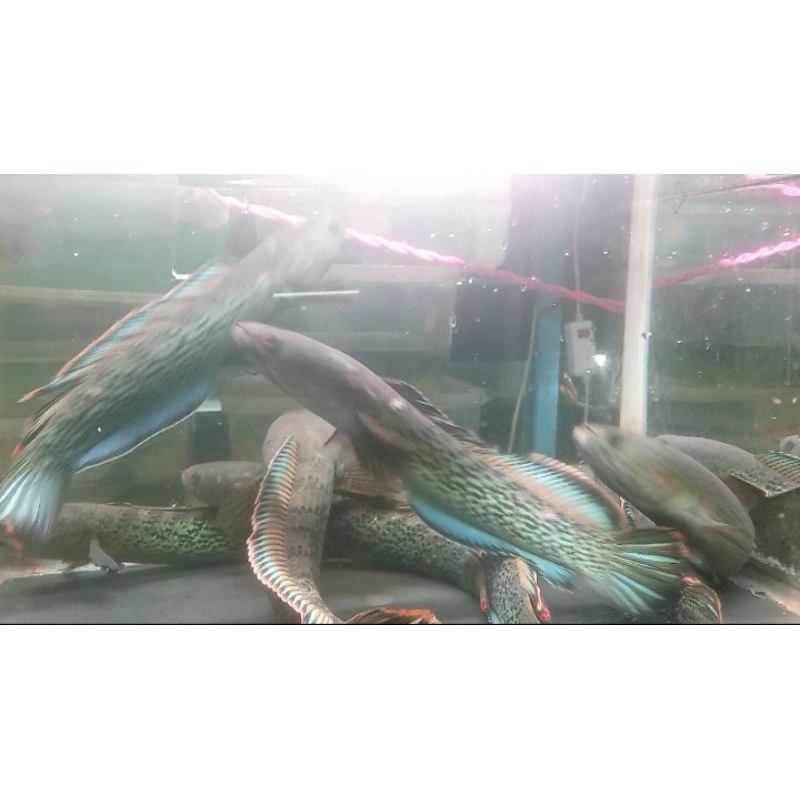 Channa Stewarti sortiran WC full DOT Gondrong