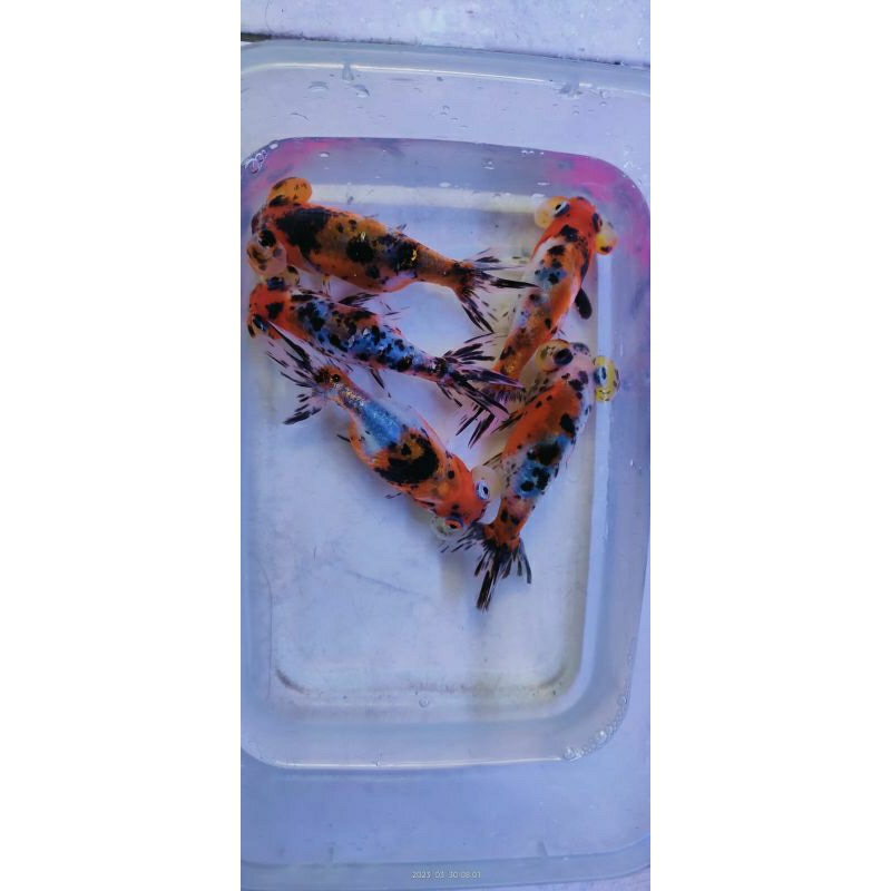 ikan koki mata balon Tricolor size L ukuran 8 cm