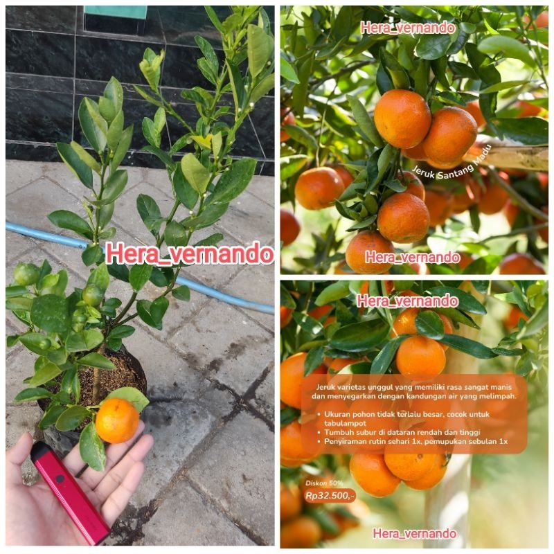 Bibit Jeruk Santang madu sudah Berbuah Besar