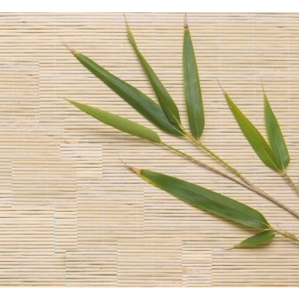 

Bamboo Leaves / Daun Bambu Segar (50pcs) Ukuran Sedang - Non Pestisida