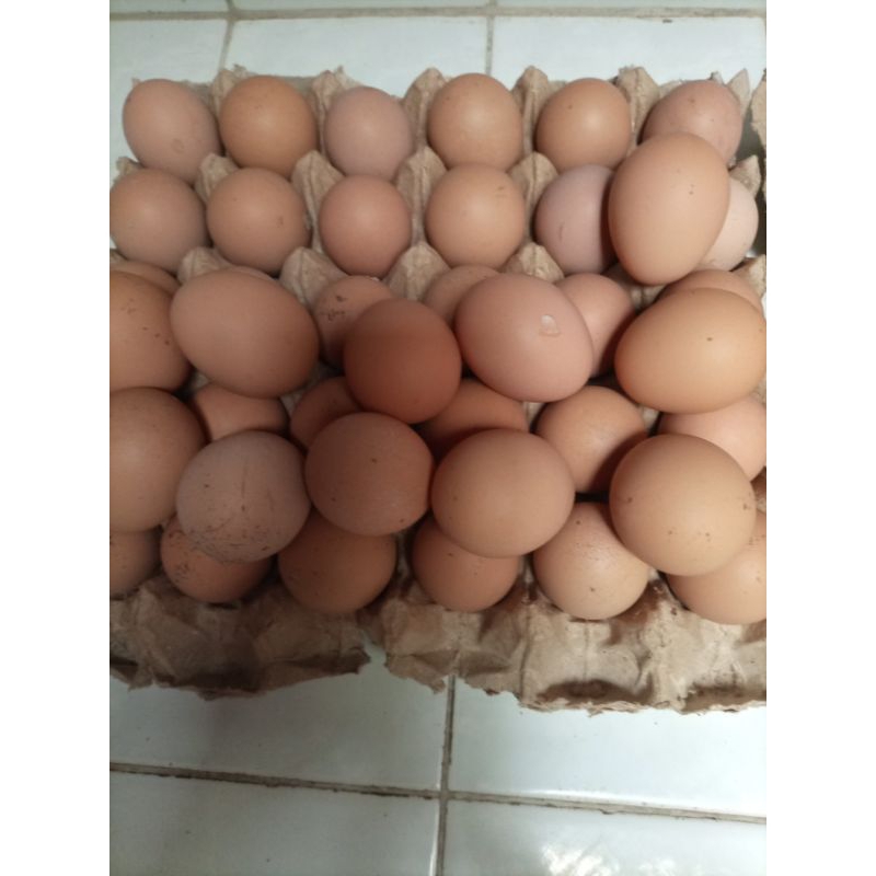Paketan Telur Fertil Ayam Ras Galur Tersendiri, Bisa Ditetaskan Untuk Mandiri Bibit Selamanya