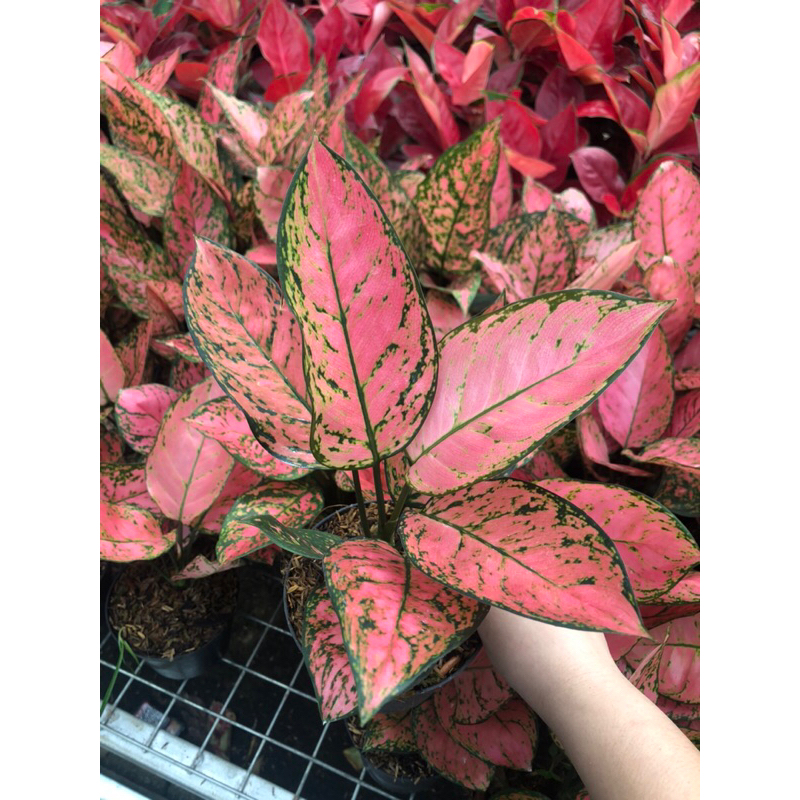 Aglaonema lady valentine