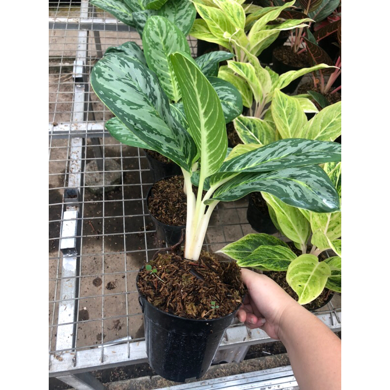 Aglaonema Green Arha ( remaja )