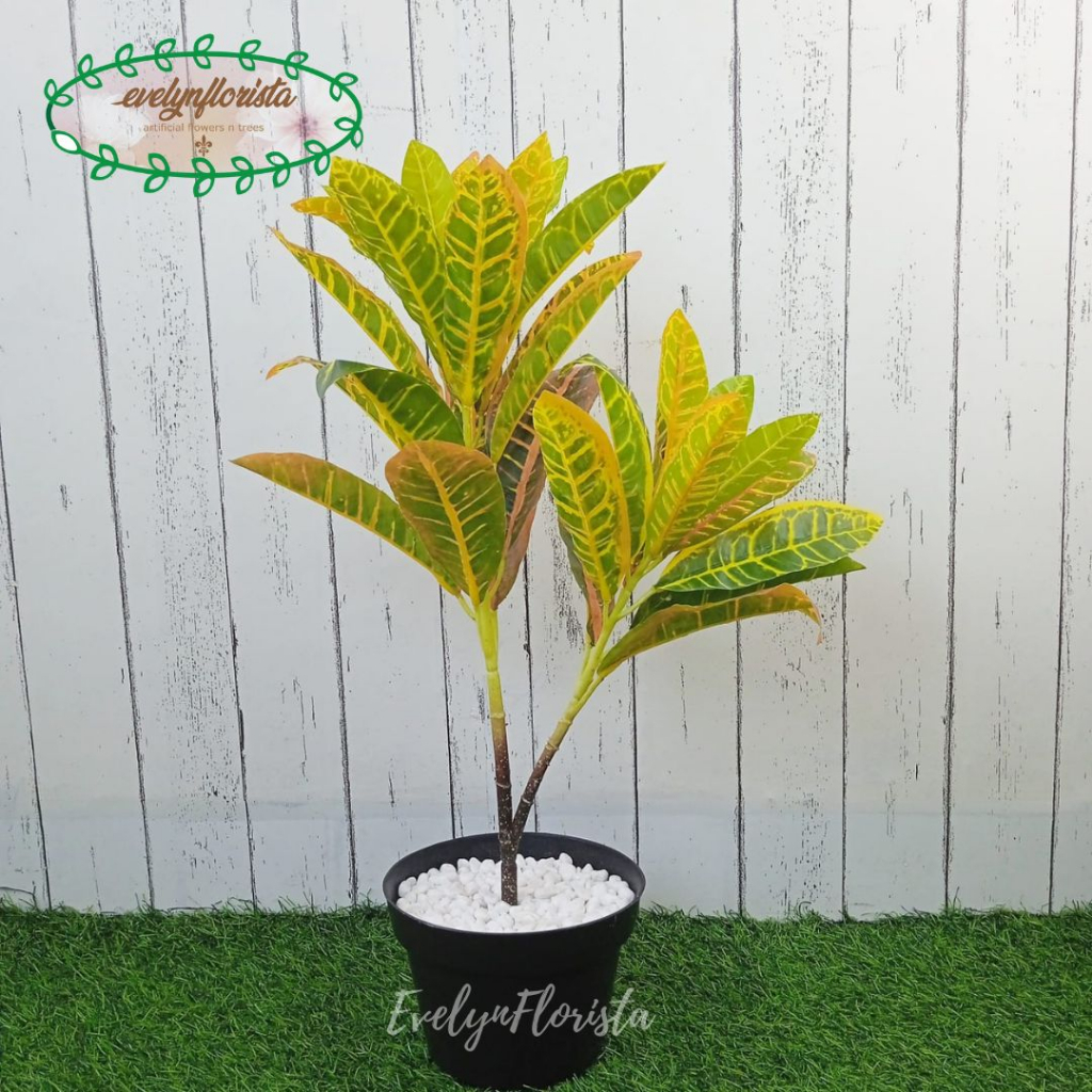 Pohon Daun Puring Worten X2 T50 Semi Latex Artificial Pot Dasar Hitam Dekorasi Rumah Hiasan Aestheti