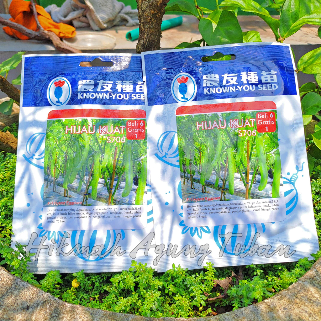 

Terong hijau kuat 1100 biji - benih terong hijau besar know you seed