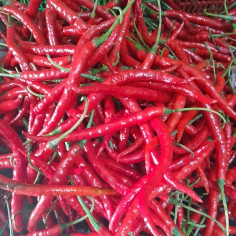 

cabe merah 100 gr